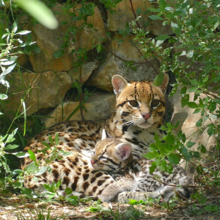 ZOO